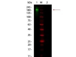 Mouse Pure-Blot anti-Rabbit IgG (H+L) Secondary Antibody (eB182), DyLight