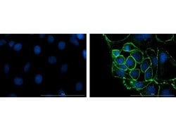Mouse Pure-Blot anti-Rabbit IgG (H+L) Secondary Antibody (eB182), FITC,