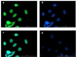 Mouse Pure-Blot anti-Rabbit IgG (H+L) Secondary Antibody (eB182), FITC,