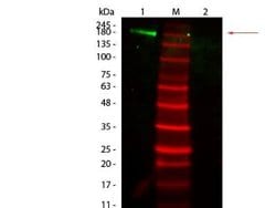 Mouse Pure-Blot anti-Rabbit IgG (H+L) Secondary Antibody (eB182), FITC, Novus Biologicals™