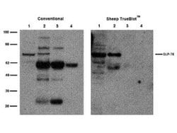 Mouse Pure-Blot anti-Sheep IgG (H+L) Secondary Antibody (eB270), HRP, Novus