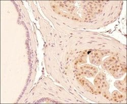Mre11 Antibody (15B8.1E7.6) - Azide and BSA Free, Novus Biologicals 0.1