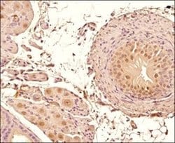Mre11 Antibody (15B8.1E7.6) - Azide and BSA Free, Novus Biologicals 0.1