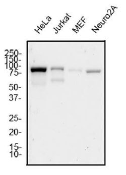 Mre11 Antibody (15B8.1E7.6) - BSA Free, Novus Biologicals 0.1 mg | Buy Online | Novus Biologicals | Fisher Scientific