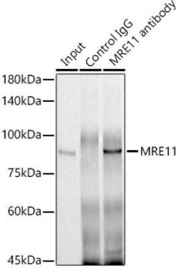 Mre11 Antibody - Azide and BSA Free, Novus Biologicals 0.02 mL; Unconjugated:Antibodies,