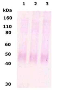 mu Opioid R/OPRM1 Antibody - BSA Free, Novus Biologicals 100 &mu;L | Buy Online | Novus Biologicals | Fisher Scientific