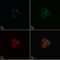 MuERVL-Gag Antibody, Novus Biologicals 100&mu;L:Antibodies, Polyclonal
