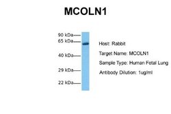 Mucolipin 1 Antibody, Novus Biologicals 100 &mu;L; Unconjugated:Antibodies,