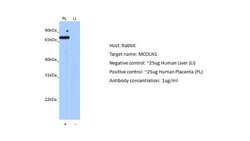 Mucolipin 1 Antibody, Novus Biologicals 100 &mu;L; Unconjugated:Antibodies,