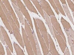 Mus81 Antibody, Novus Biologicals:Antibodies:Primary Antibodies