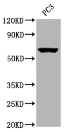 Muscarinic Acetylcholine Receptor M3/CHRM3 Antibody (2D4), Novus Biologicals