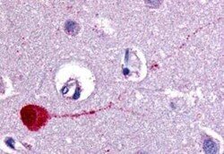 Muscarinic Acetylcholine Receptor M3/CHRM3 Antibody - BSA Free, Novus Biologicals 0.05 mg | Buy Online | Novus Biologicals | Fisher Scientific