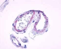 Muscarinic Acetylcholine Receptor M5/CHRM5 Antibody - BSA Free, Novus Biologicals 0.05 mL | Buy Online | Novus Biologicals | Fisher Scientific