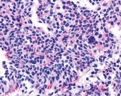 Muscarinic Acetylcholine Receptor M5/CHRM5 Antibody - BSA Free, Novus Biologicals 0.05 mL | Buy Online | Novus Biologicals | Fisher Scientific