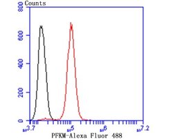 Muscle Phosphofructokinase/PFKM/PFK-1 Rabbit anti-Human, Mouse, Rat, Clone: