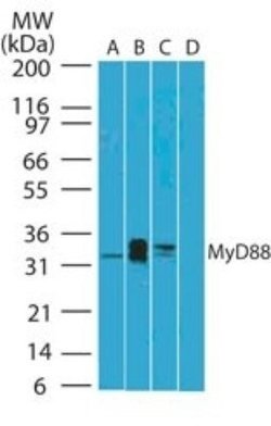 MyD88 Antibody (4D6) - Azide and BSA Free, Novus Biologicals 0.1 mg; Unconjugated:Antibodies,