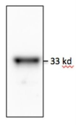 MyD88 Antibody (4D6) - Azide and BSA Free, Novus Biologicals 0.1 mg; Unconjugated:Antibodies,