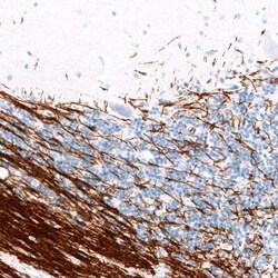 Myelin PLP Antibody (CL10622), Novus Biologicals 25 &mu;g; Unconjugated:Antibodies,
