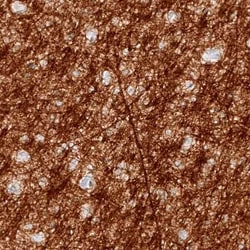 Myelin PLP Antibody (CL10622), Novus Biologicals 25 &mu;g; Unconjugated:Antibodies,