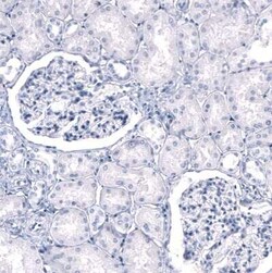 Myelin PLP Antibody (CL10622), Novus Biologicals 25 &mu;g; Unconjugated:Antibodies,