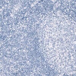 Myelin PLP Antibody (CL10622), Novus Biologicals 25 &mu;g; Unconjugated:Antibodies,