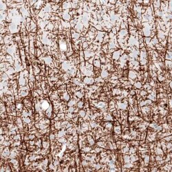 Myelin PLP Antibody (CL10622), Novus Biologicals 25 &mu;g; Unconjugated:Antibodies,