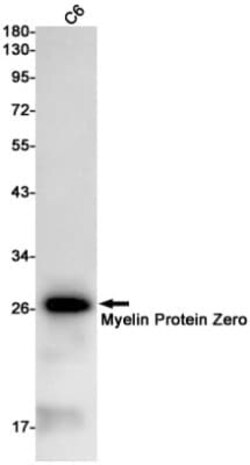 Myelin Protein Zero Antibody (S02-7A2), Novus Biologicals 50 &mu;g; Unconjugated:Antibodies,