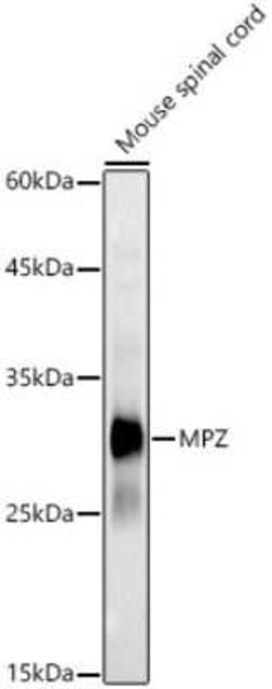 Myelin Protein Zero Antibody - BSA Free, Novus Biologicals 0.02 mL | Buy Online | Novus Biologicals | Fisher Scientific