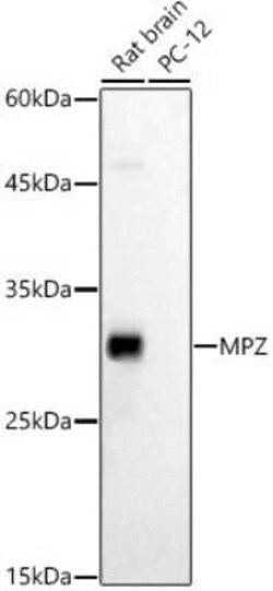 Myelin Protein Zero Antibody - BSA Free, Novus Biologicals 0.02 mL | Buy Online | Novus Biologicals | Fisher Scientific