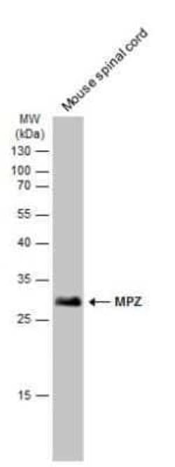 Myelin Protein Zero Antibody, Novus Biologicals 100 &mu;g | Buy Online | Novus Biologicals | Fisher Scientific