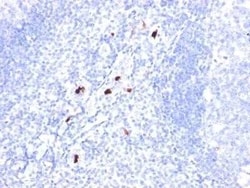 Novus Biologicals Myeloid Cell Marker Antibody (SPM298) - Azide and BSA