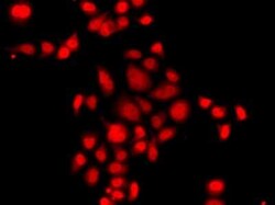 Myeloid leukemia factor 1 Antibody - BSA Free, Novus Biologicals 0.1 mL;