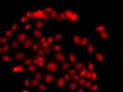 Myeloid leukemia factor 1 Antibody - BSA Free, Novus Biologicals 0.1 mL;