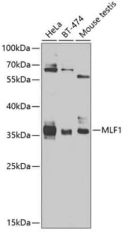 Myeloid leukemia factor 1 Antibody - BSA Free, Novus Biologicals 0.1 mL;