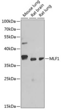 Myeloid leukemia factor 1 Antibody - BSA Free, Novus Biologicals 0.1 mL;