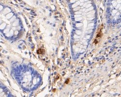 Myeloperoxidase/MPO Mouse anti-Human, Clone: A1F2, Novus Biologicals 100