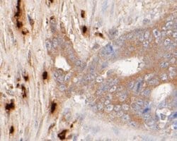 Myeloperoxidase/MPO Mouse anti-Human, Clone: A1F2, Novus Biologicals 100