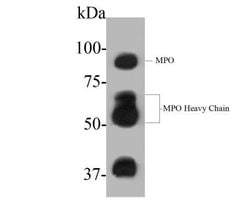 Myeloperoxidase/MPO Mouse anti-Human, Clone: A1F2, Novus Biologicals 100