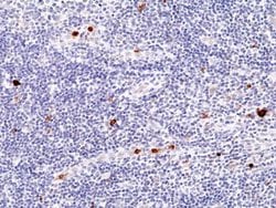 Myeloperoxidase/MPO Antibody (RM407), Novus Biologicals 100 &mu;L; Unconjugated:Antibodies,