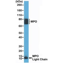 Myeloperoxidase/MPO Antibody (RM407), Novus Biologicals 100 &mu;L; Unconjugated:Antibodies,