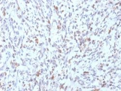 MyoD Antibody (rMYD712) - Azide and BSA Free, Novus Biologicals 100 &mu;g;