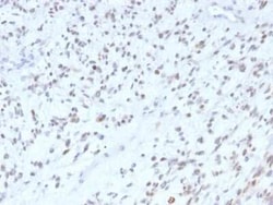 MyoD Antibody (MYOD1/2075R), Novus Biologicals 20 &mu;g; Unconjugated:Antibodies,