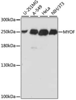 Myoferlin Antibody - Azide and BSA Free, Novus Biologicals:Antibodies:Primary