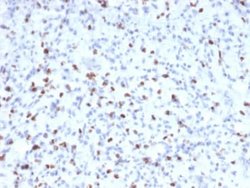 Myogenin Mouse anti-Human, Clone: MYOG/2660, Novus Biologicals 20 &mu;g;