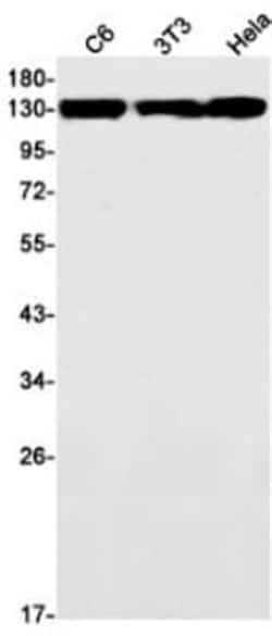 Myosin 1B Antibody (S04-6D4), Novus Biologicals:Antibodies:Primary Antibodies