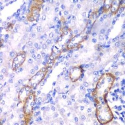 Myosin 1C Antibody - BSA Free, Novus Biologicals:Antibodies:Primary Antibodies