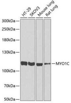 Myosin 1C Antibody - BSA Free, Novus Biologicals:Antibodies:Primary Antibodies
