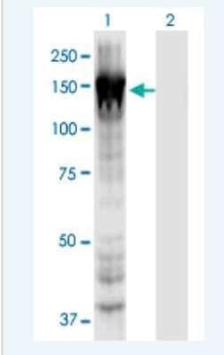 Myosin 1E Antibody (7A5), Novus Biologicals 100 &mu;g | Buy Online | Novus Biologicals | Fisher Scientific