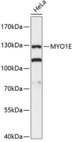 Myosin 1E Antibody - Azide and BSA Free, Novus Biologicals 0.02 mL; Unconjugated:Antibodies,