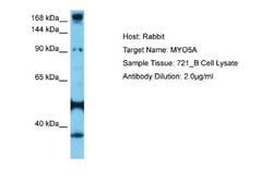 Myosin 5a Rabbit anti-Human, Polyclonal, Novus Biologicals 0.1ml; Unconjugated:Antibodies,